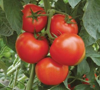 Tomate – Moskvich