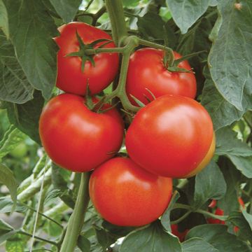 Moskvitch tomate