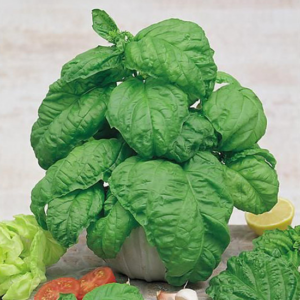 Basilic italien à feuilles de laitue Valentino