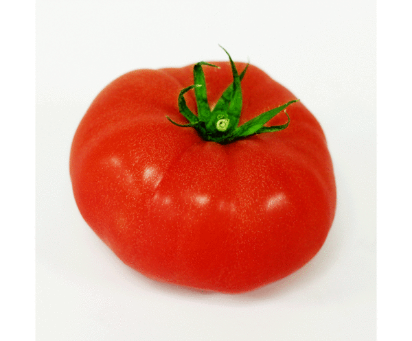tomate brandywine rouge