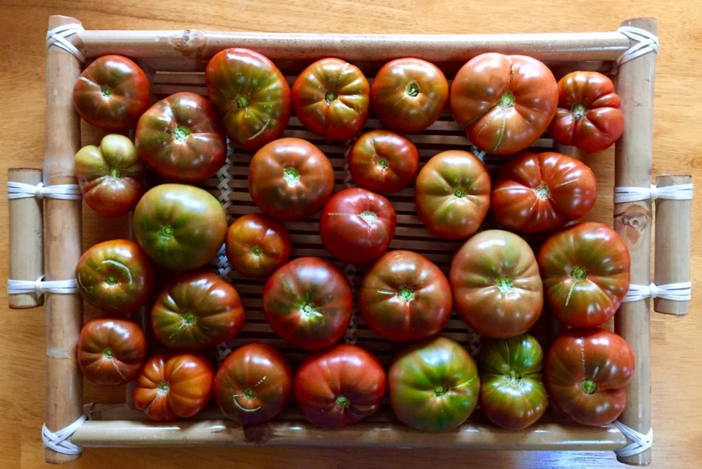 graines tomates ancestrales