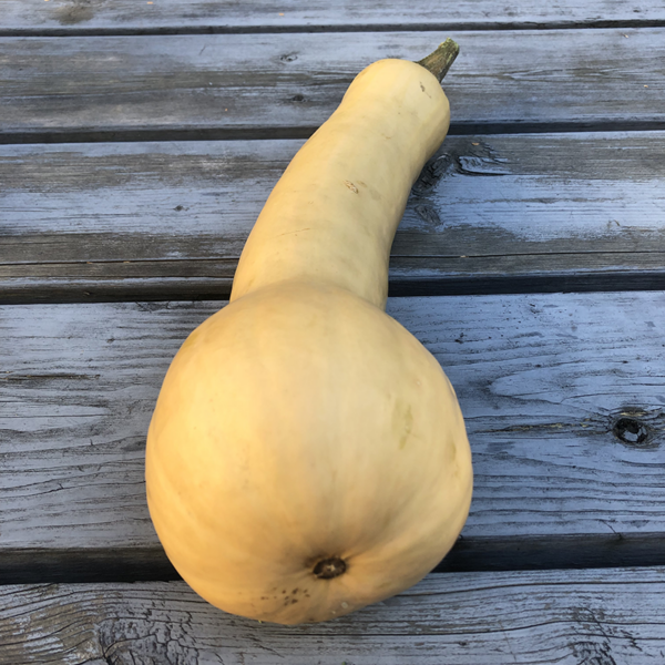 courge tromboncino