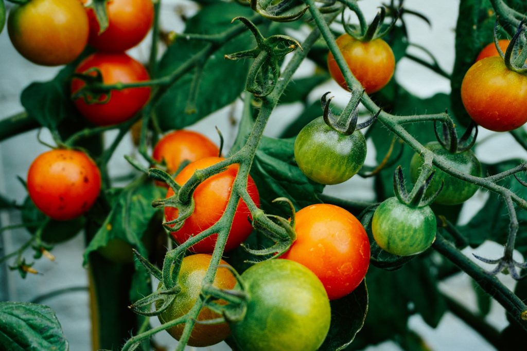 acheter tomates ancestrales