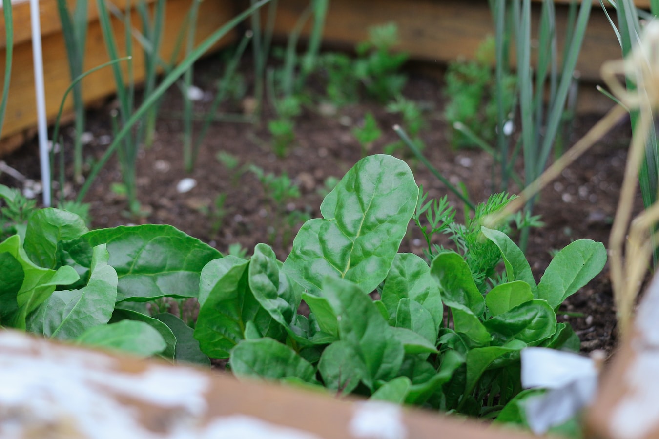 legumes a planter debut printemps quebec