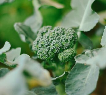Brocoli – Green Sprouting Calabrese