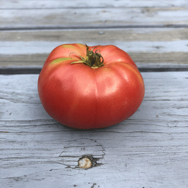 tomate mortgage lifter