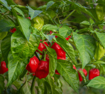 Piment – Habanero rouge