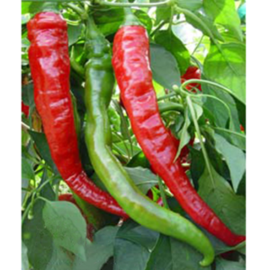 piment long fort gros cayenne