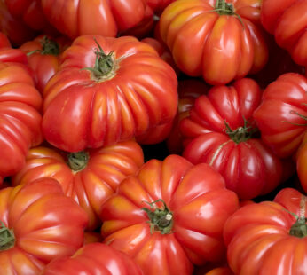 Tomate – Costoluto Genovese