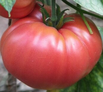 Tomate – German Johnson
