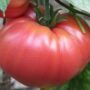 tomate German Johnson