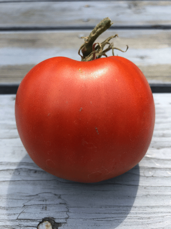 tomate amish paste