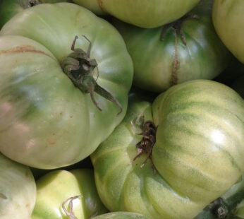 Tomate – Aunt Ruby’s German Green