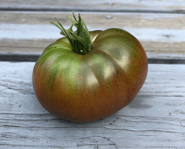 tomate black from tula