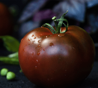 Tomate – Black Prince