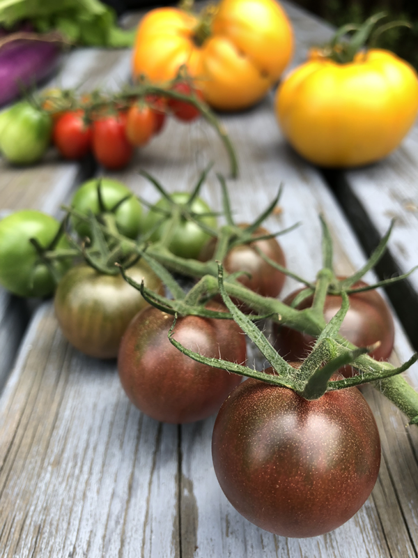 tomate cerise noire