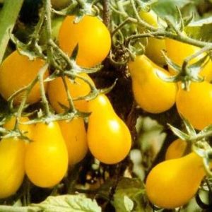 tomate cerise poire jaune semence