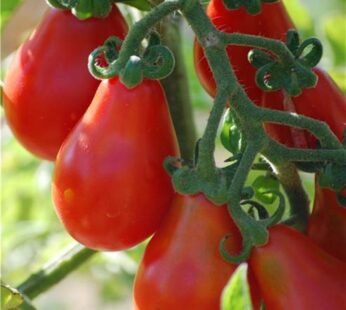 Tomate cerise – Petite Poire Rouge