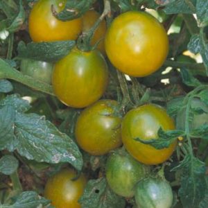 tomate cerise raison vert