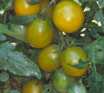 Tomate cerise – Raisin vert Green Grape