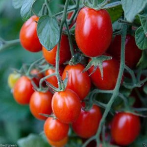 tomate cerise raison rouge