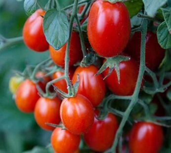 Tomate cerise – Raisin Rouge