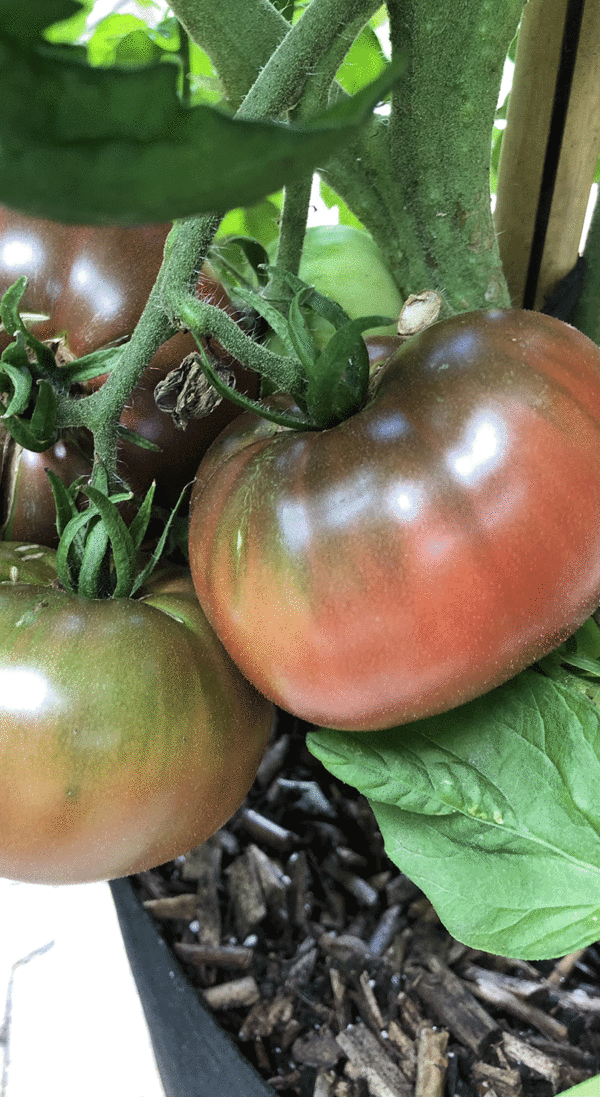 tomate cherokee purple