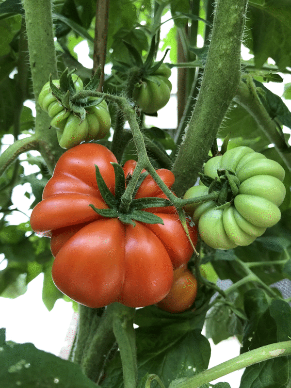 tomate costoluto genovese