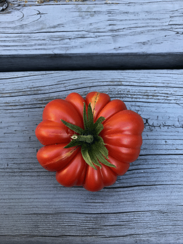 tomate costoluto genovese