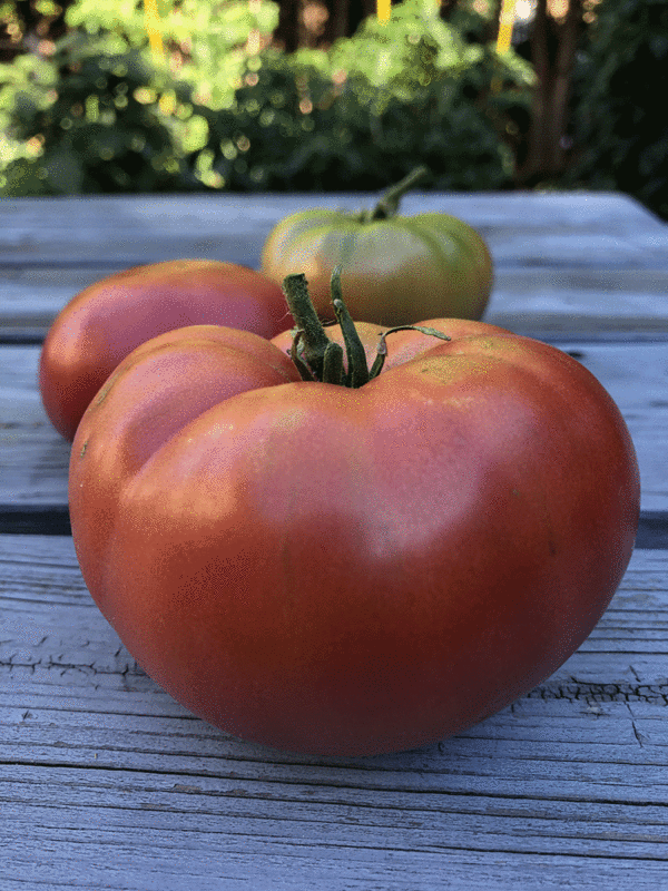 tomate german johnson