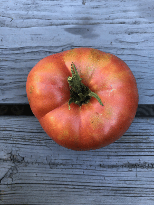 tomate german johnson