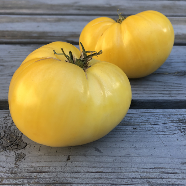 tomate great white
