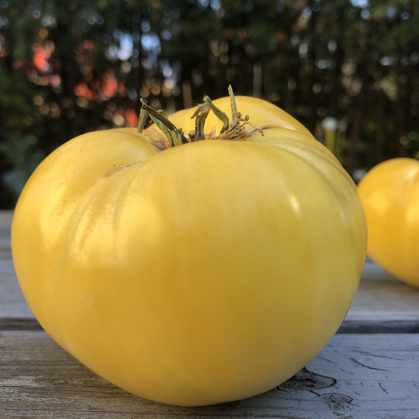 tomate great white