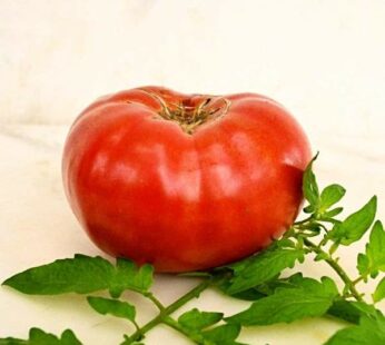 Tomate – Sicilian Saucer