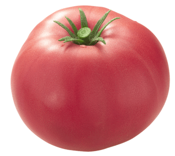 Tomate – Mortgage Lifter