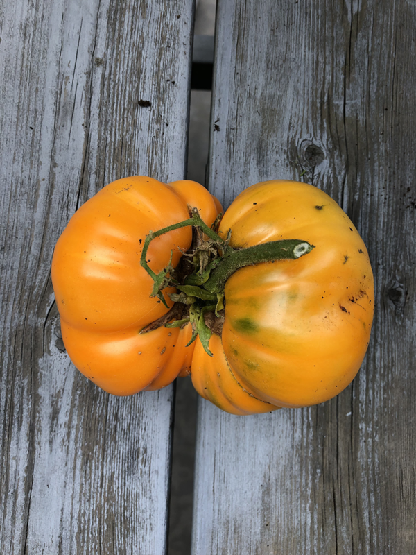 tomate persimmon