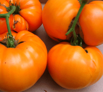 Tomate – Persimmon