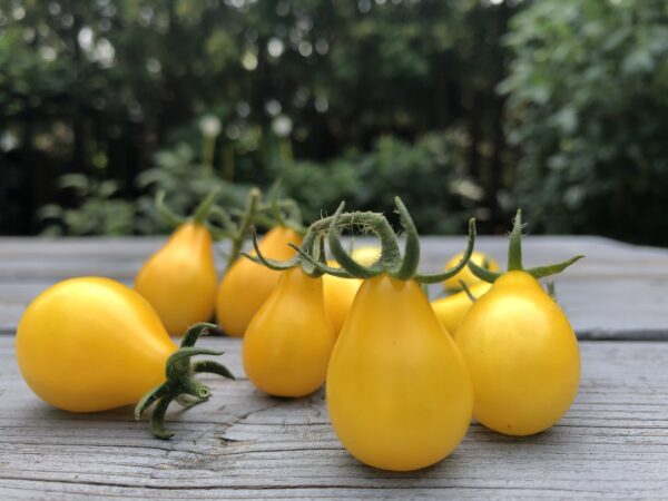tomate poire jaune