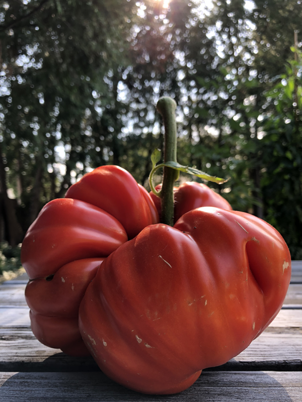tomate sicilian saucer