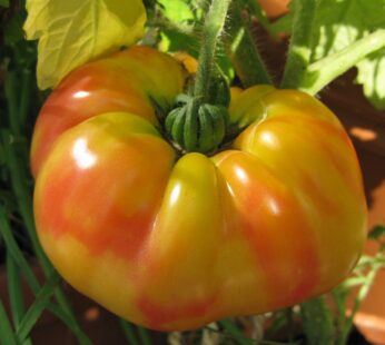 Tomate – Striped German