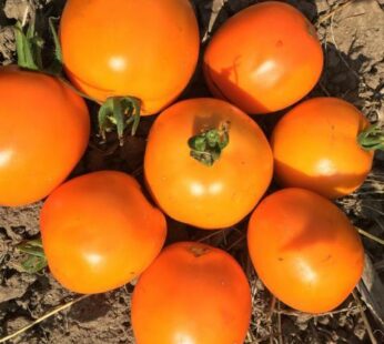 Tomate – Valencia orange