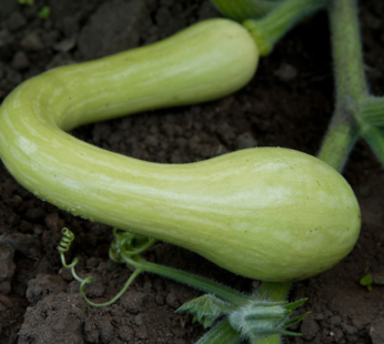 Courge – Tromboncino