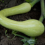 courges tromboncino