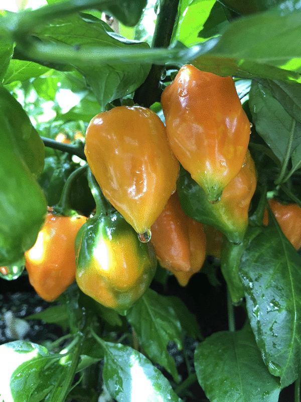piment habanero orange
