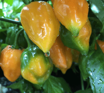 Piment – Habanero orange