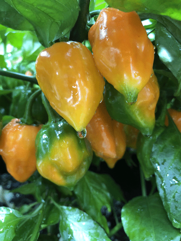 piment habanero orange