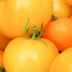 tomate golden queen jubilee