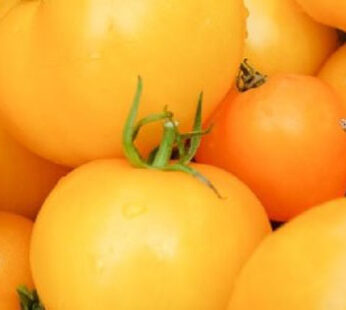 Tomate – Golden Jubilee