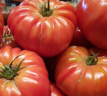 Tomate – Marmande