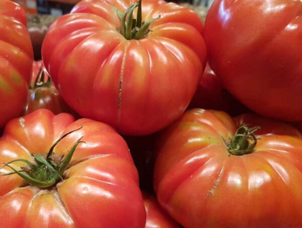tomate marmande semence